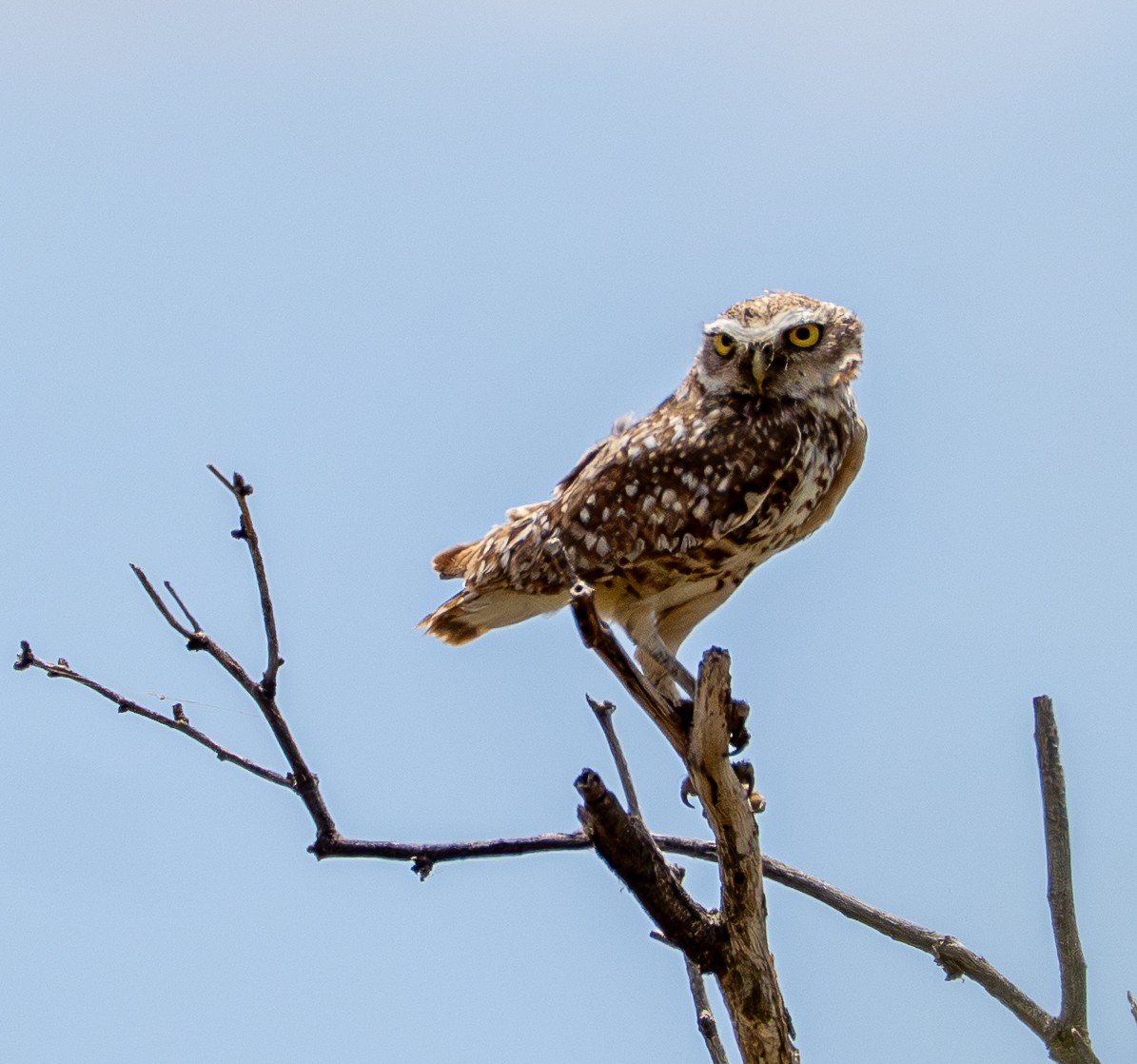 Burrowing Owl - ML637999909