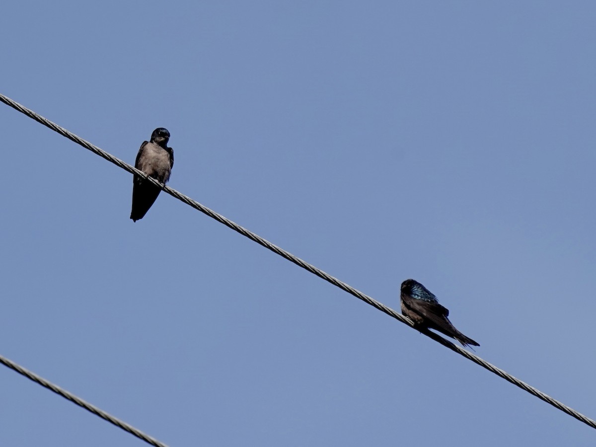 Brown-bellied Swallow - ML637999915