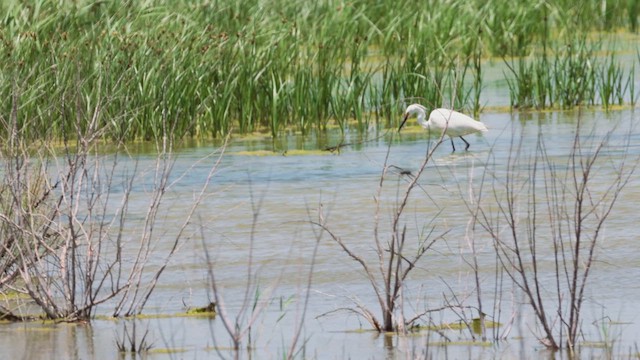 Snowy Egret - ML637999935