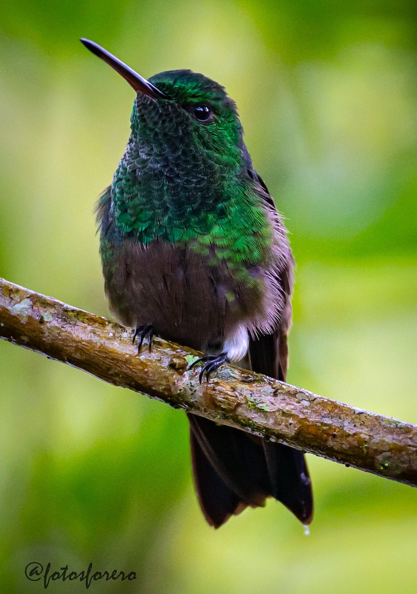 Green-bellied Hummingbird - ML637999956