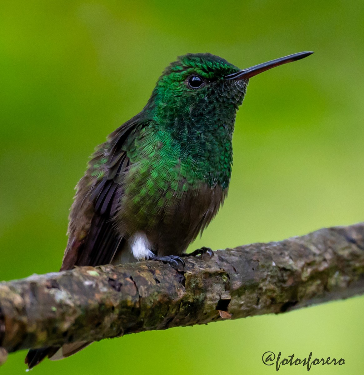 Green-bellied Hummingbird - ML637999957