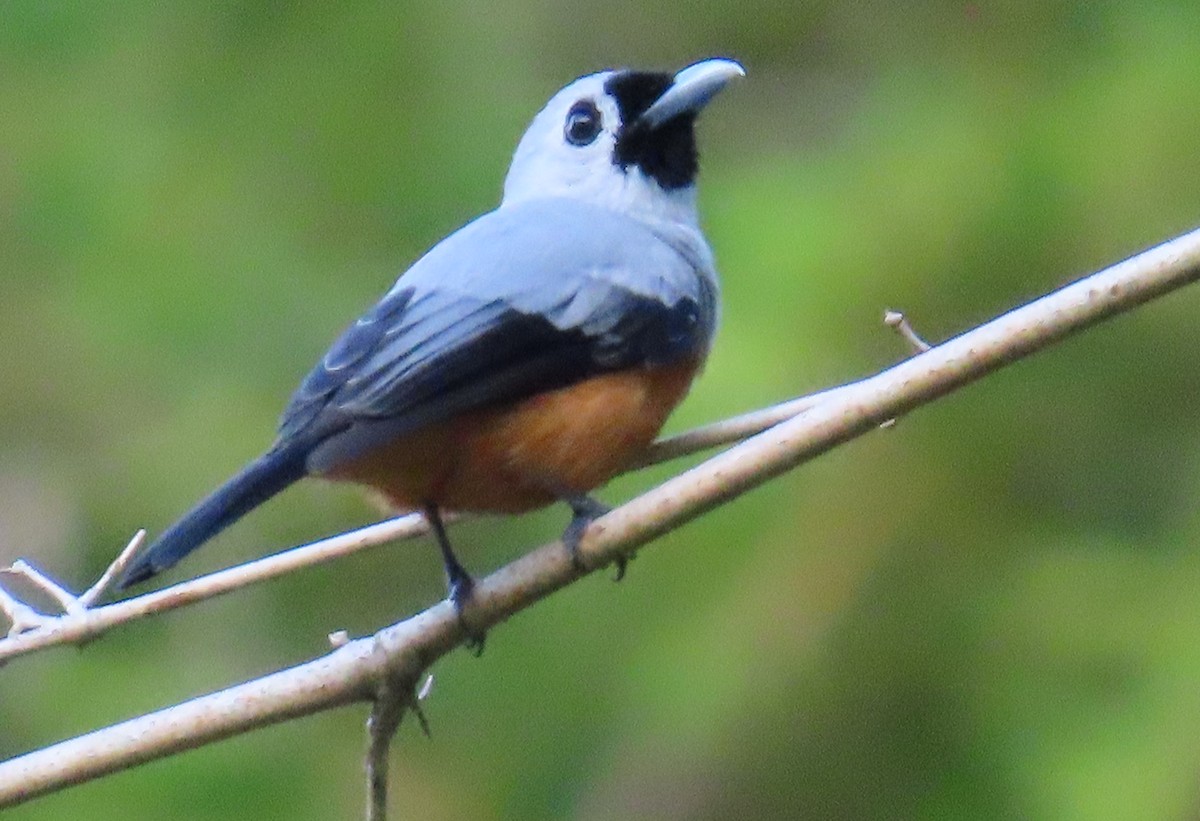 Black-winged Monarch - ML637999968