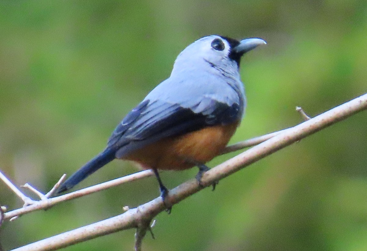 Black-winged Monarch - ML637999971