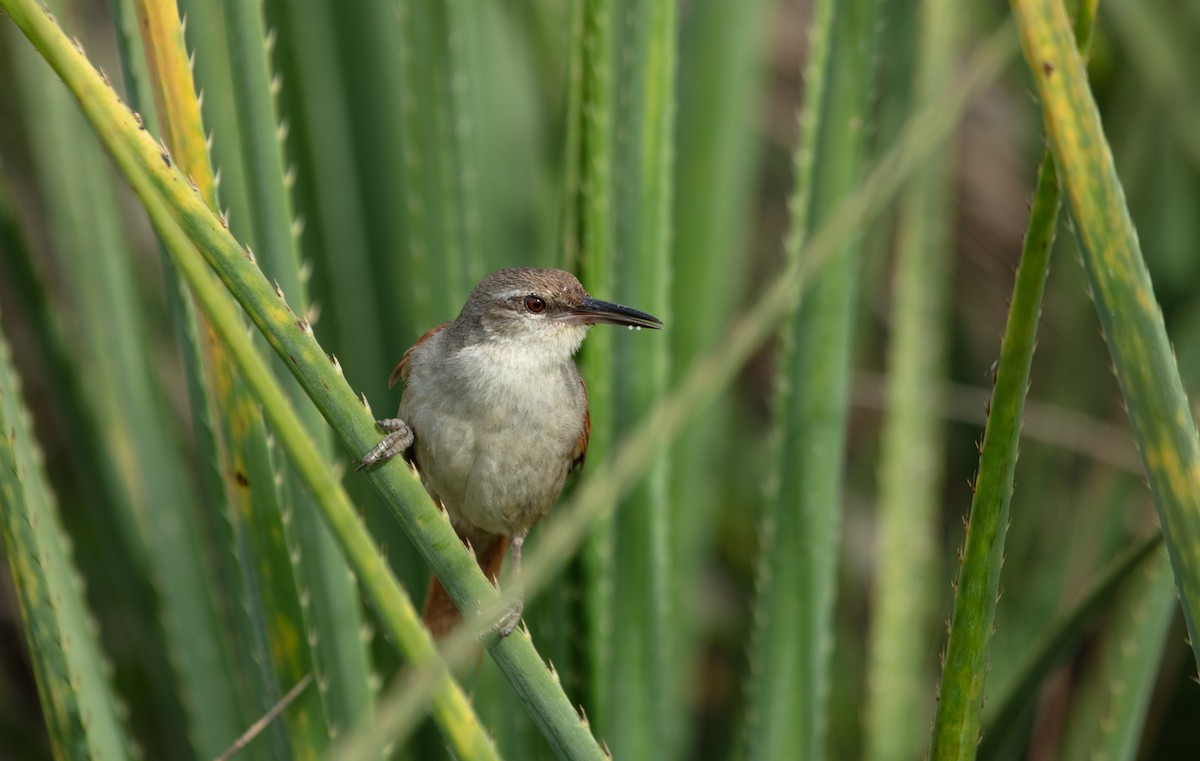 Straight-billed Reedhaunter - ML637999994