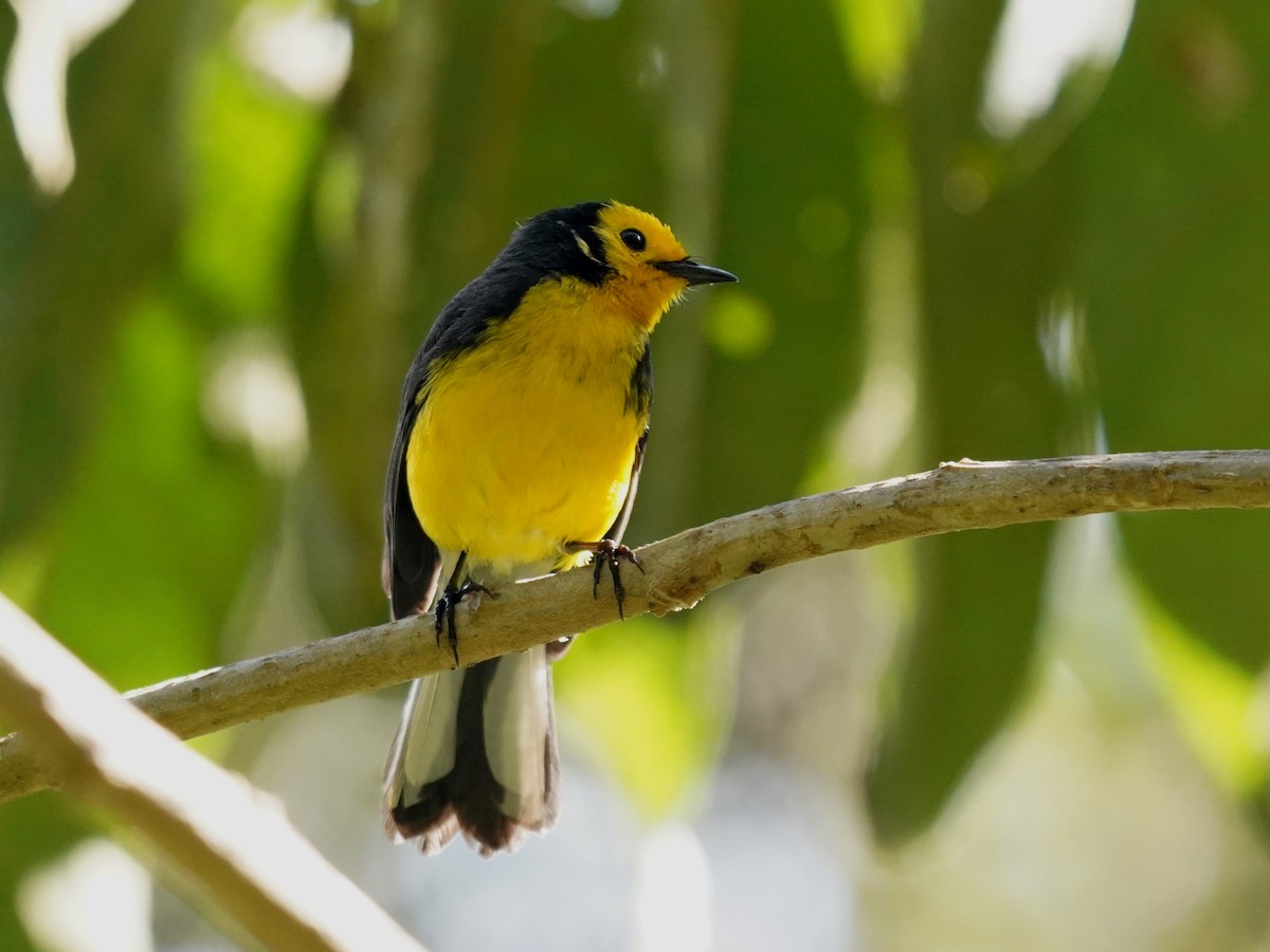 Golden-fronted Redstart - ML638000064
