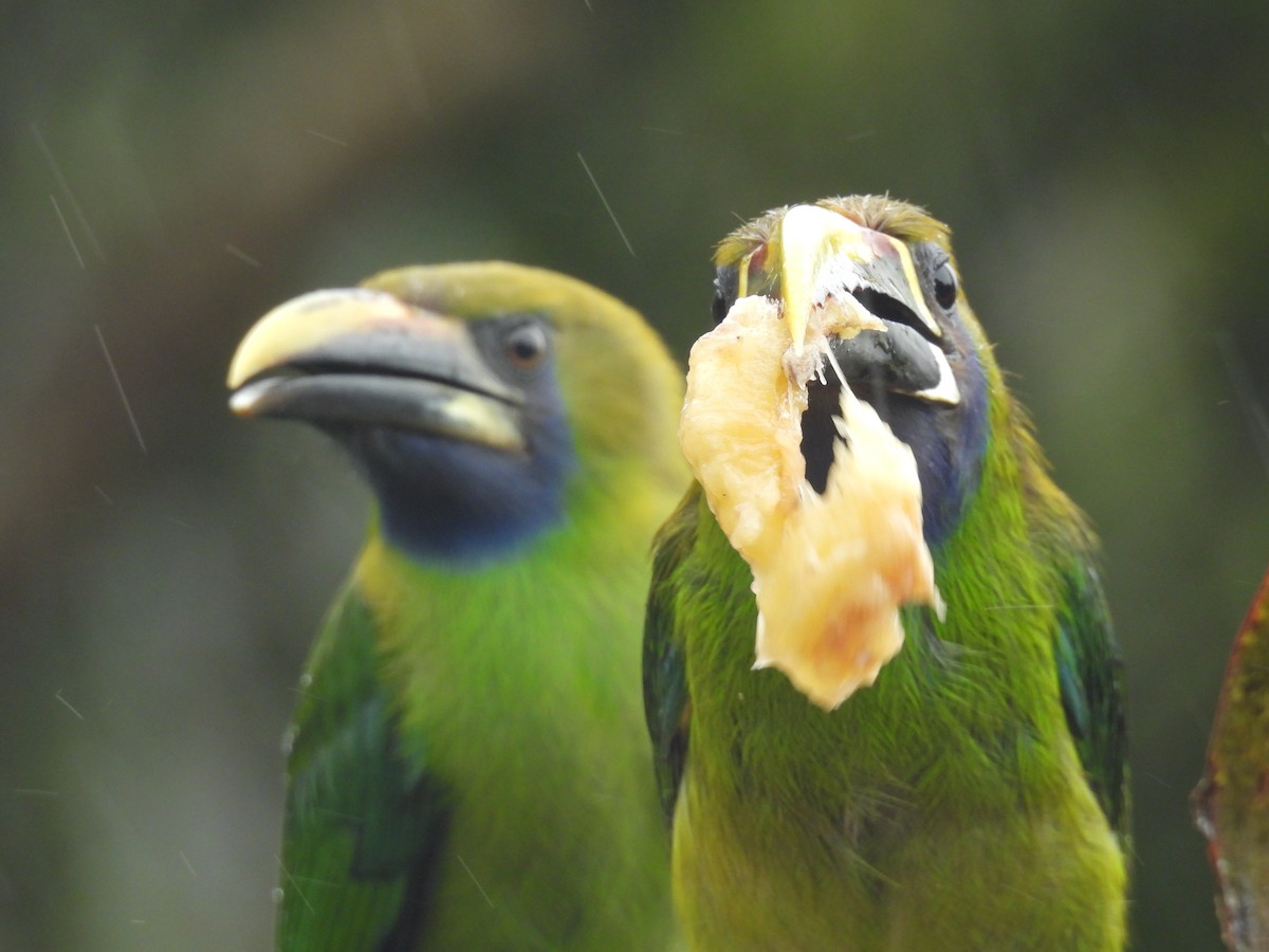 Northern Emerald-Toucanet - ML638000070