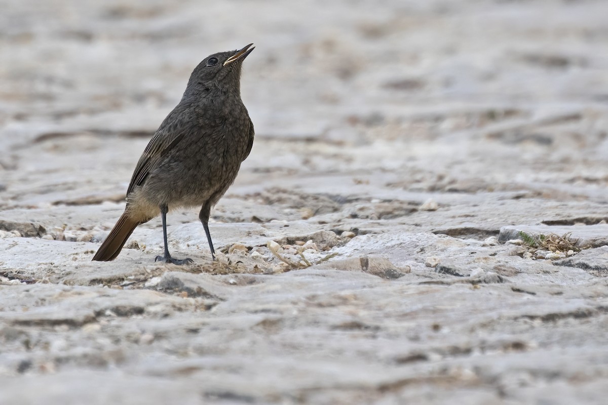 Black Redstart - ML638000115