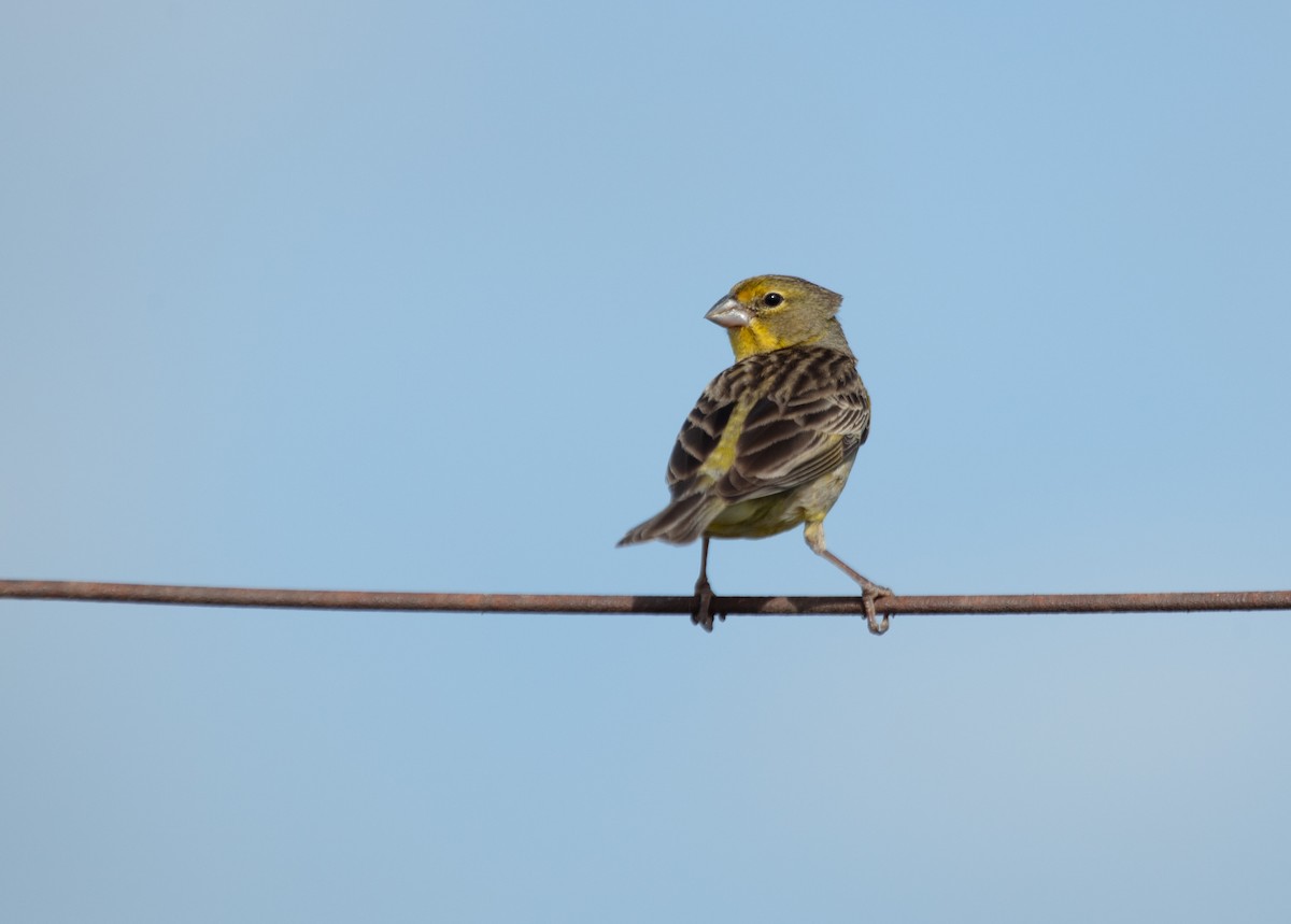 Grassland Yellow-Finch - ML638000123