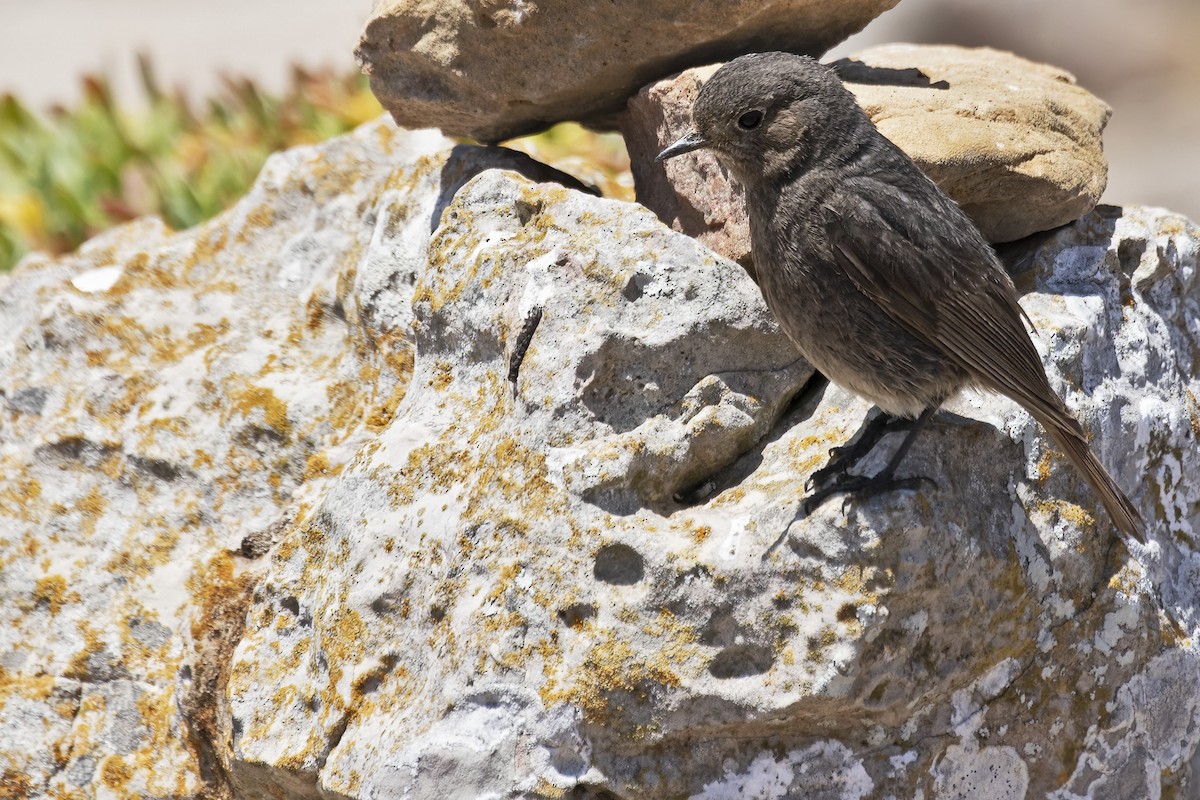 Black Redstart - ML638000129