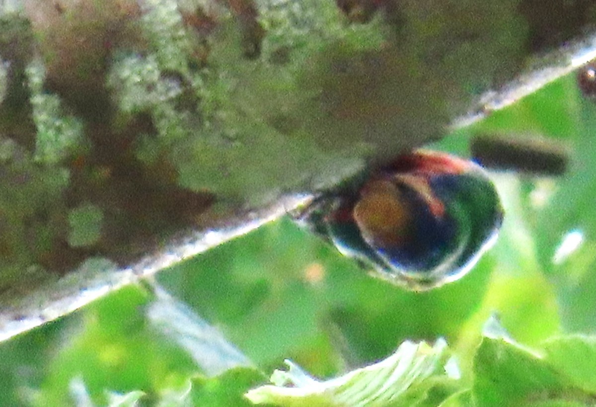 Red-breasted Pygmy-Parrot - ML638000134