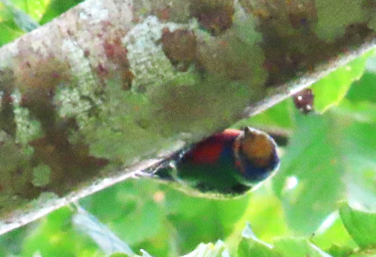 Red-breasted Pygmy-Parrot - ML638000135