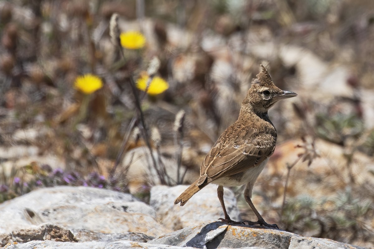 Crested Lark - ML638000151