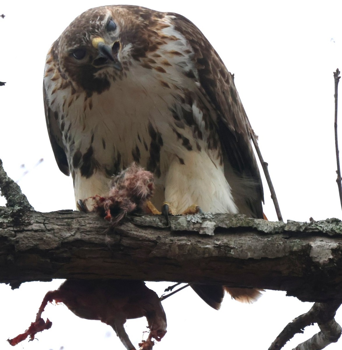 Red-tailed Hawk - ML638000152
