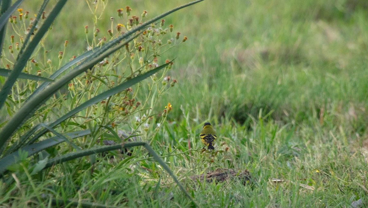 Hooded Siskin - ML638000153
