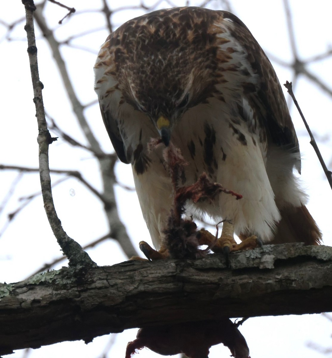 Red-tailed Hawk - ML638000172