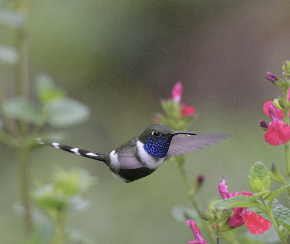 Sparkling-tailed Hummingbird - ML638000175