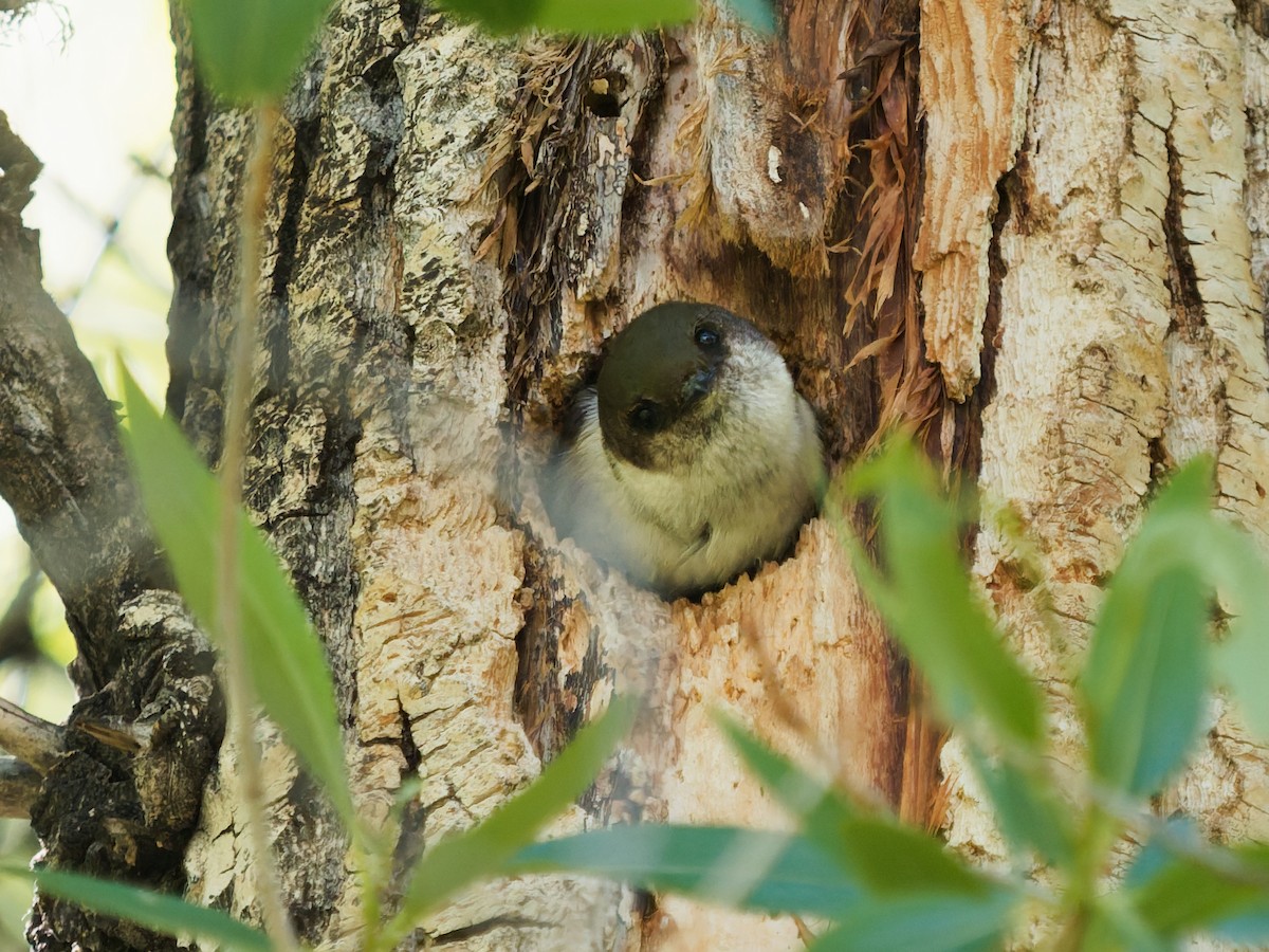 Tree Swallow - ML638000178