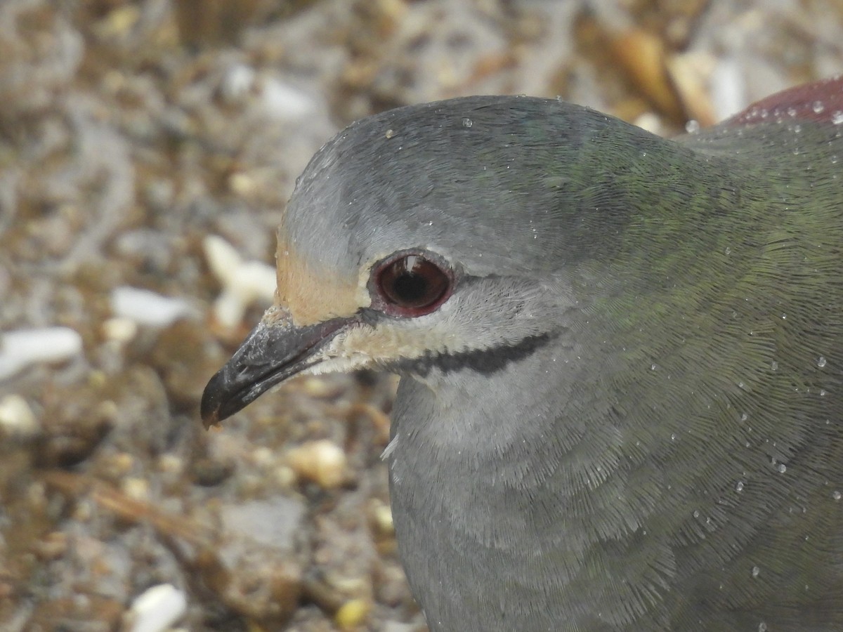 Buff-fronted Quail-Dove - ML638000190