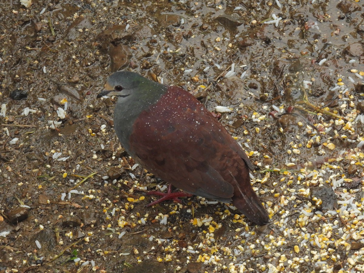 Buff-fronted Quail-Dove - ML638000191