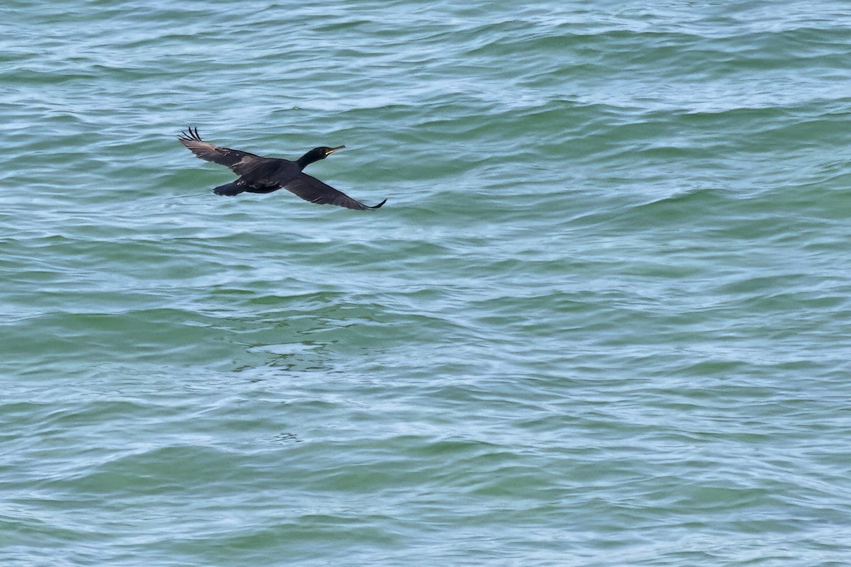 Great Cormorant - ML638000196