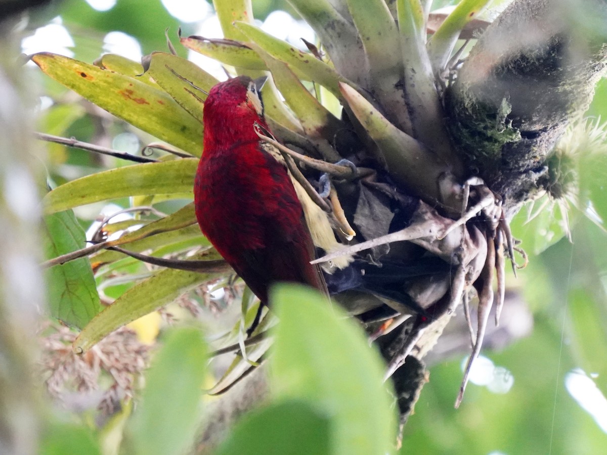 Crimson-mantled Woodpecker - ML638000216