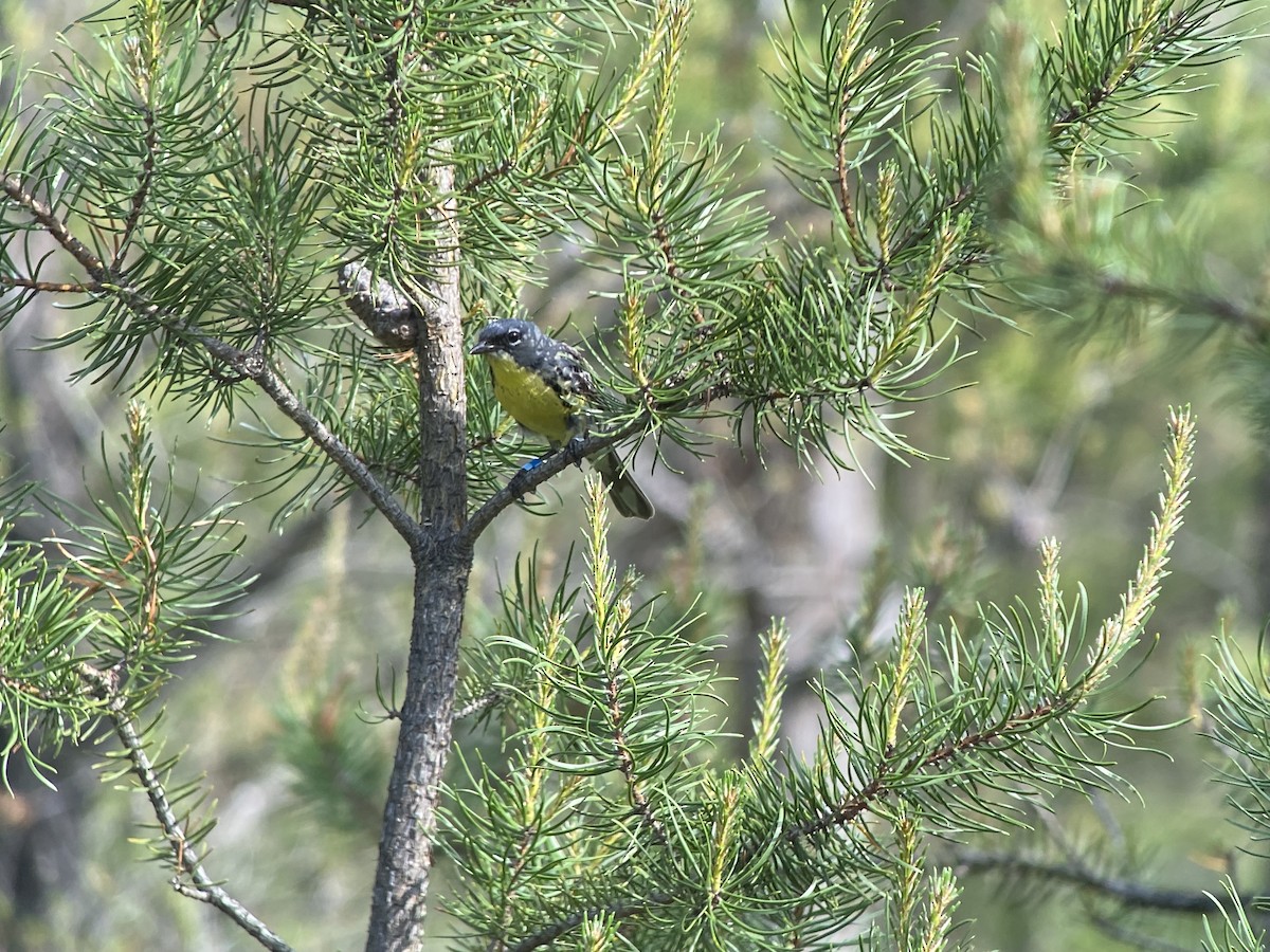 Kirtland's Warbler - ML638000237