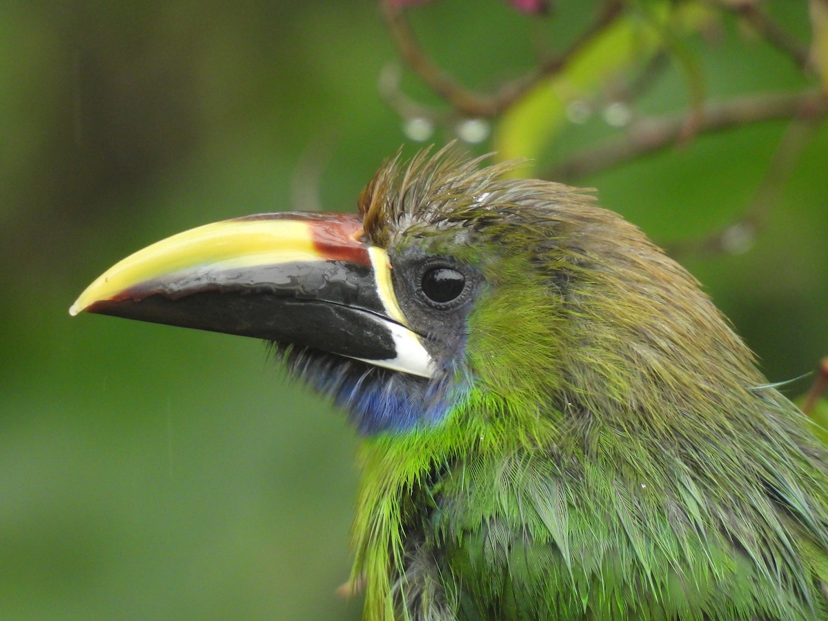Northern Emerald-Toucanet - ML638000284