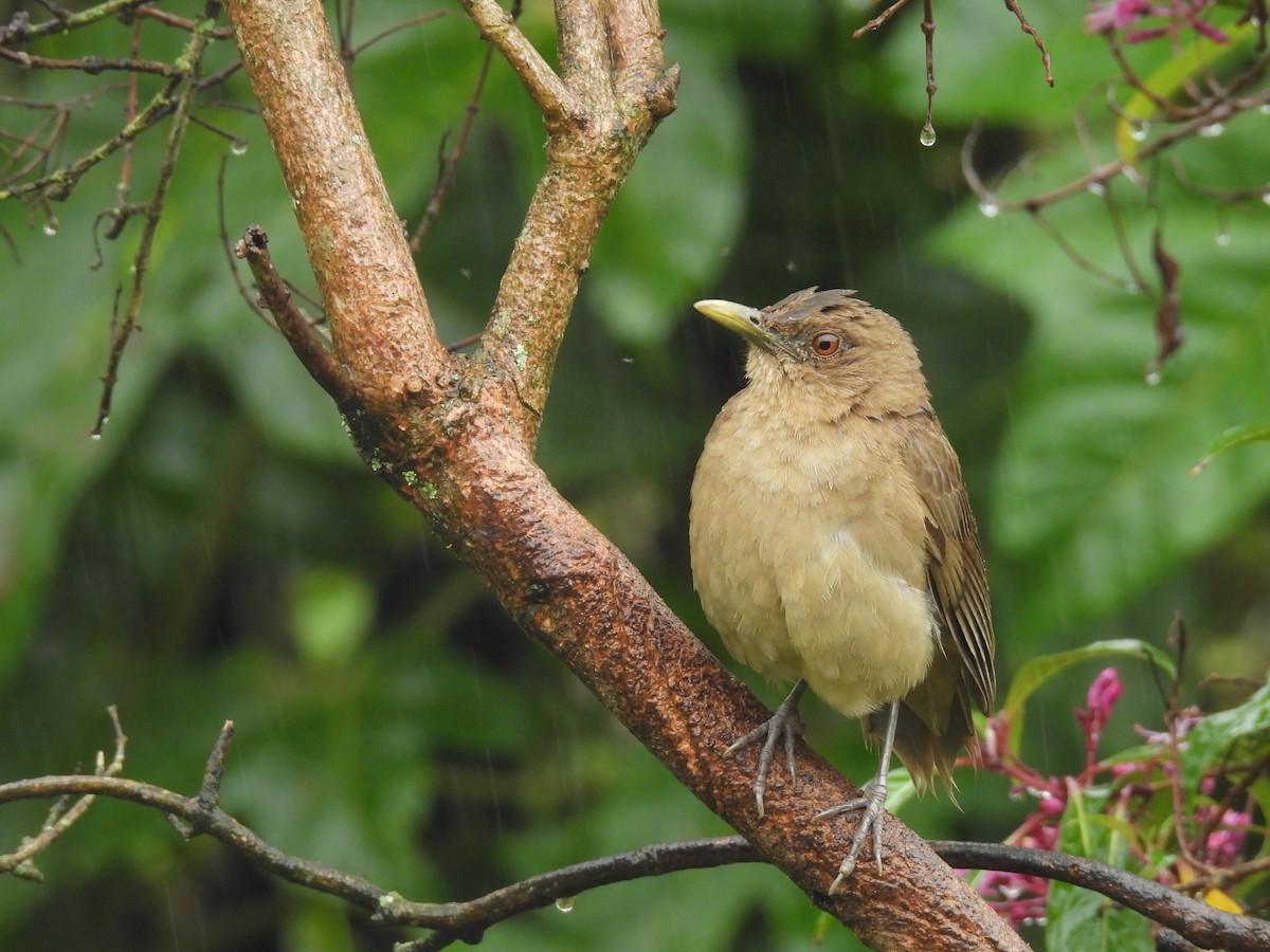 Clay-colored Thrush - ML638000287