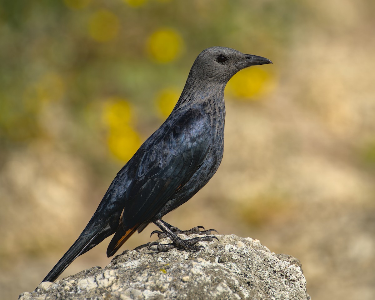 Red-winged Starling - ML638000333