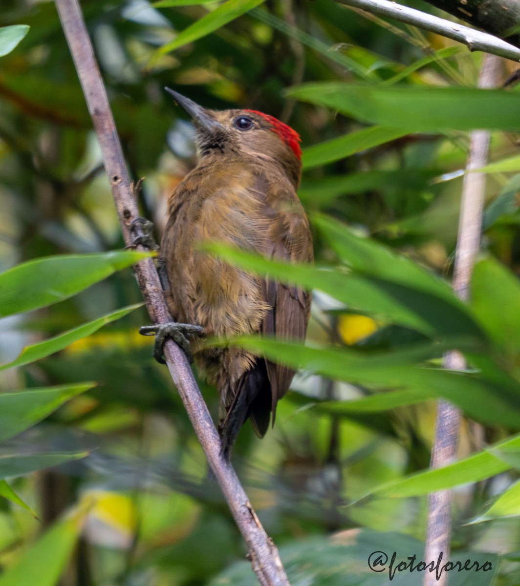 Smoky-brown Woodpecker - ML638000344