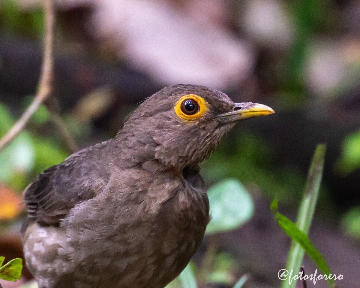 Spectacled Thrush - ML638000373