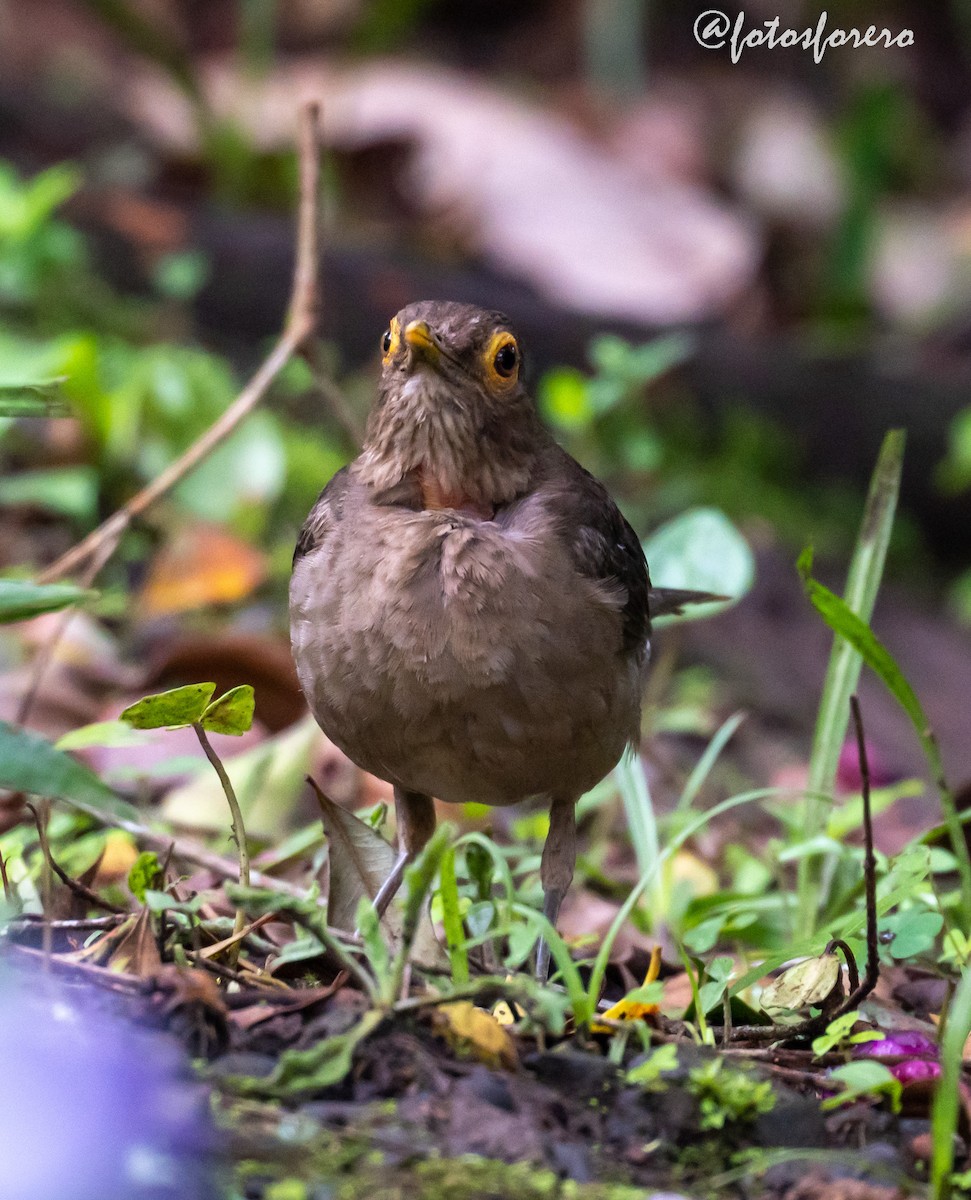 Spectacled Thrush - ML638000374