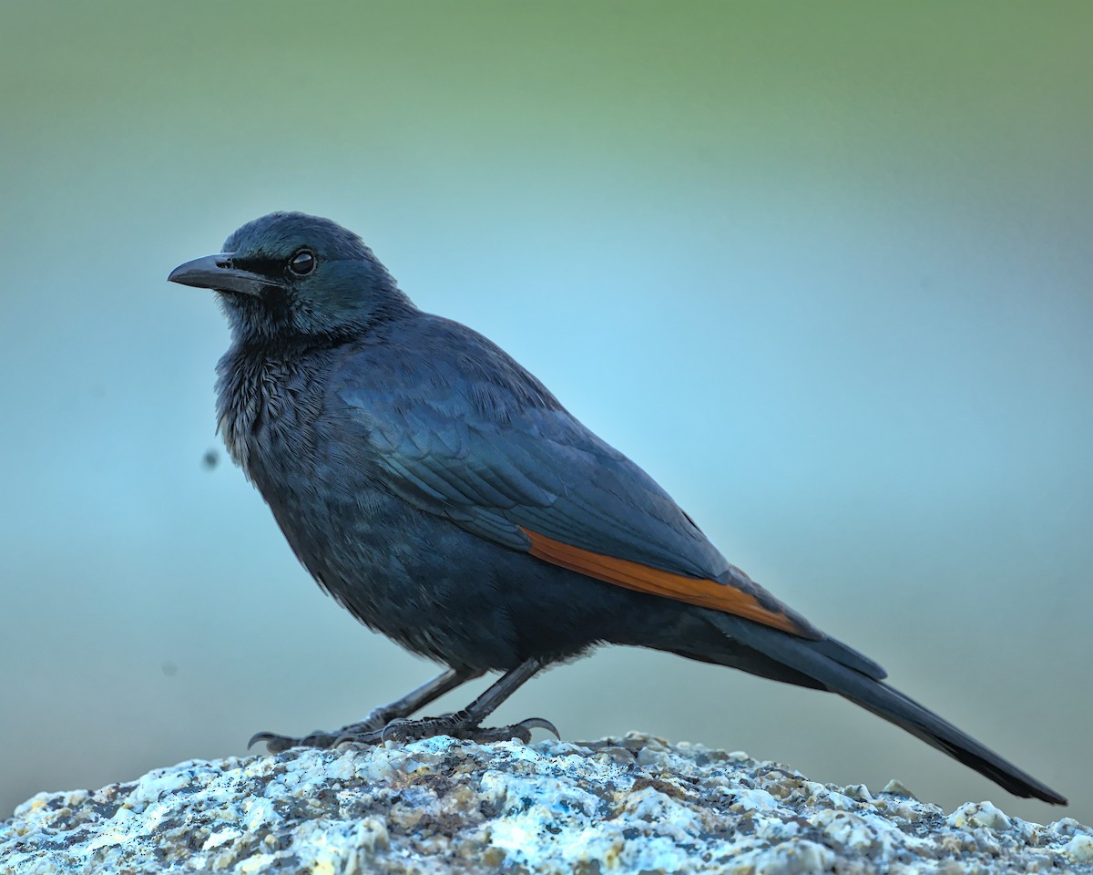 Red-winged Starling - ML638000402