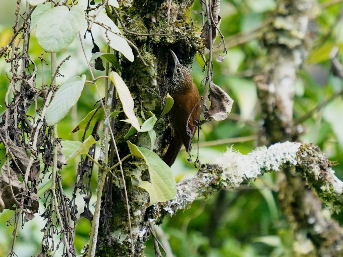 Montane Woodcreeper - ML638000434