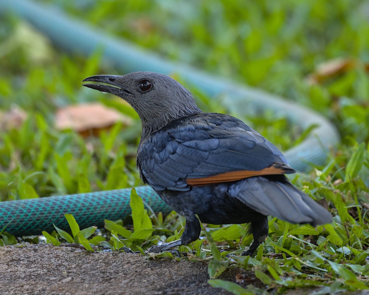 Red-winged Starling - ML638000448
