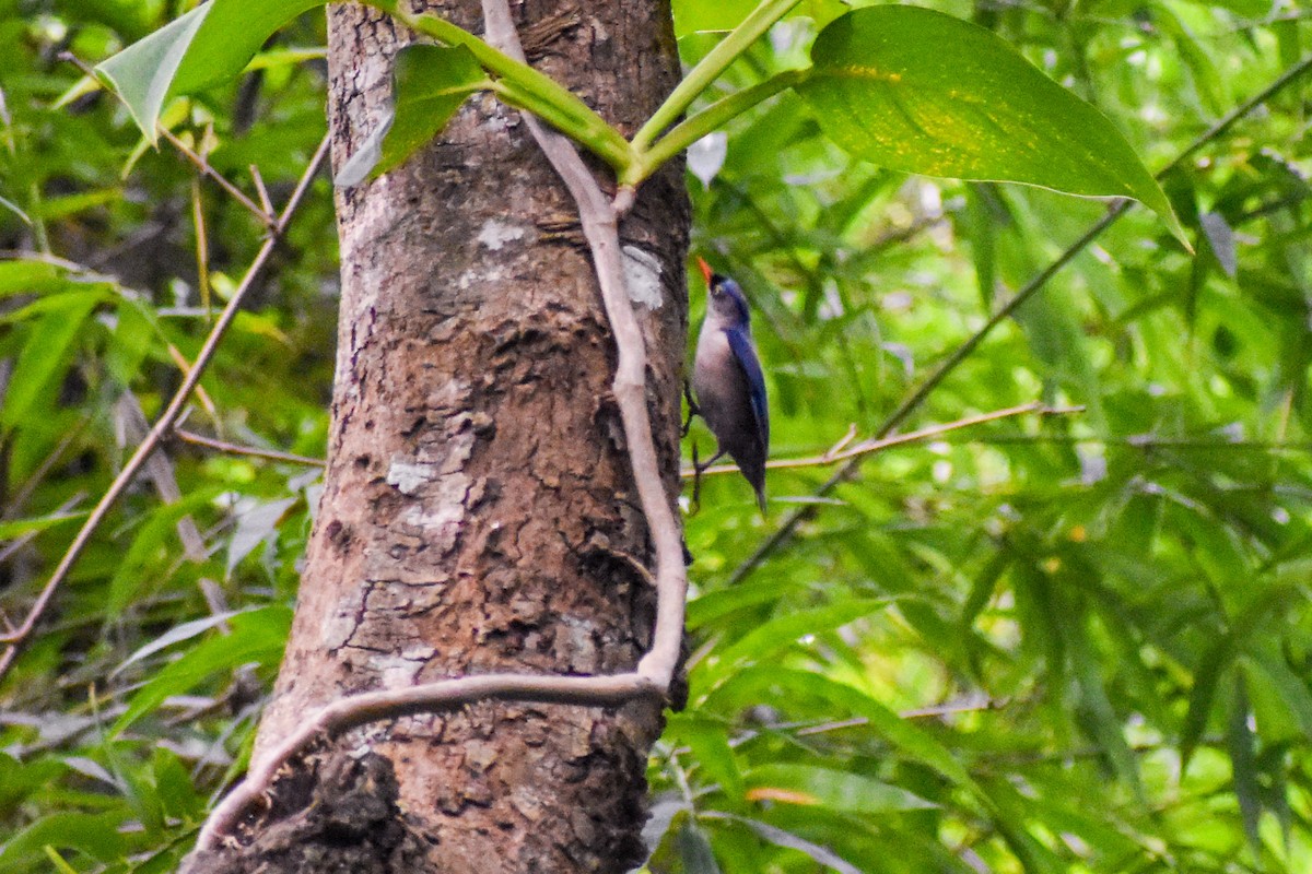 Velvet-fronted Nuthatch - ML638000487