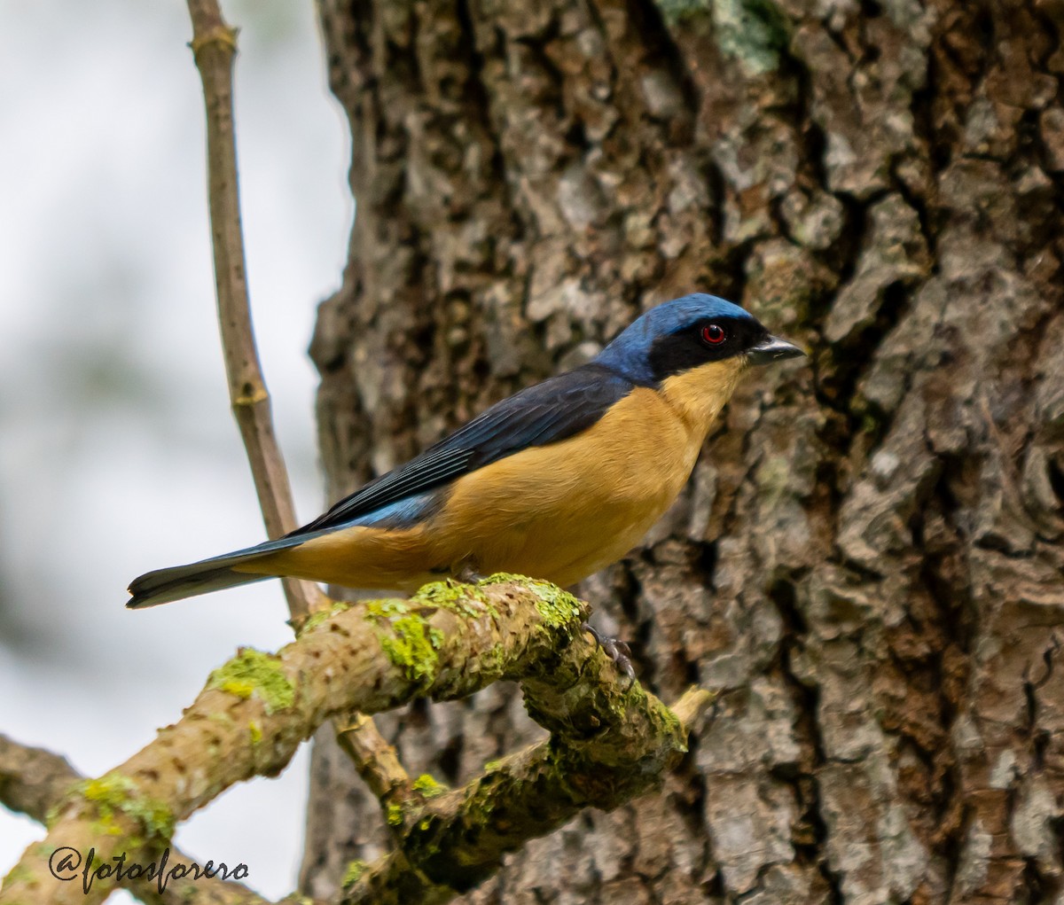 Fawn-breasted Tanager - ML638000618
