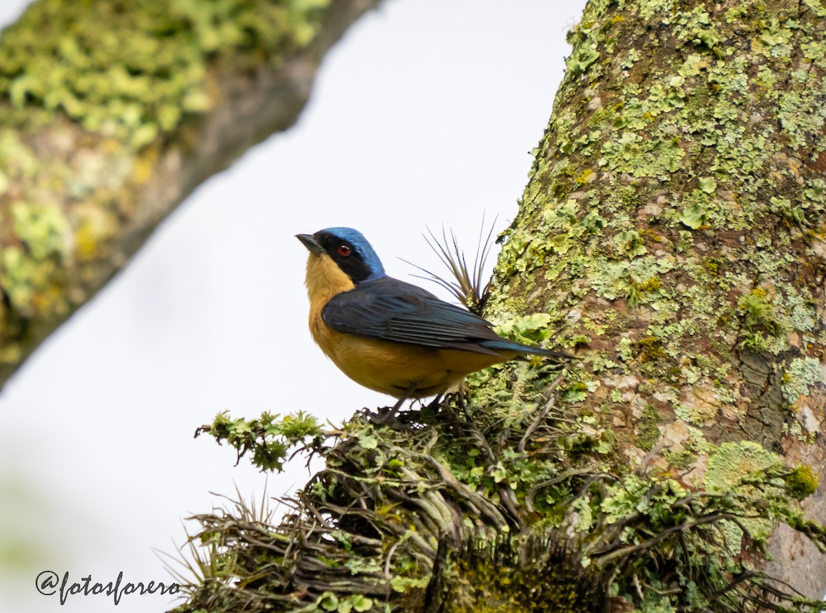 Fawn-breasted Tanager - ML638000619