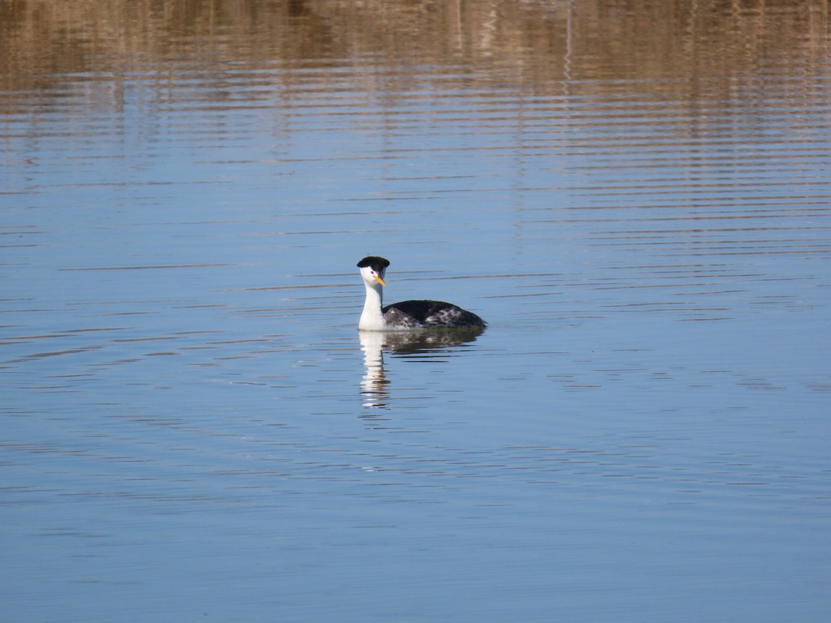 Clark's Grebe - ML638000627