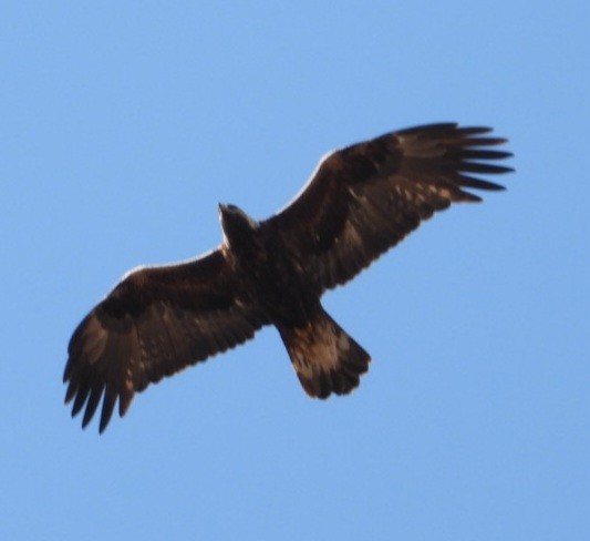 Беркут - ML638000641