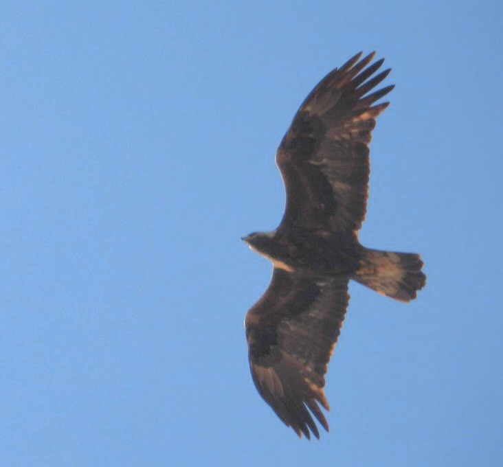 Беркут - ML638000642