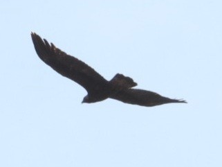 Беркут - ML638000643