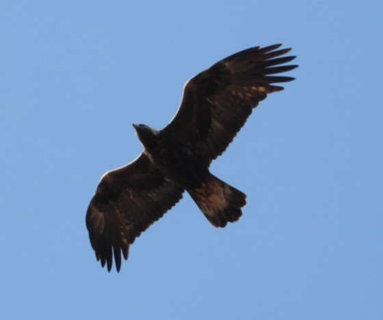 Беркут - ML638000644