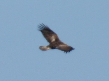 Беркут - ML638000645