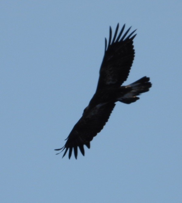 Беркут - ML638000646