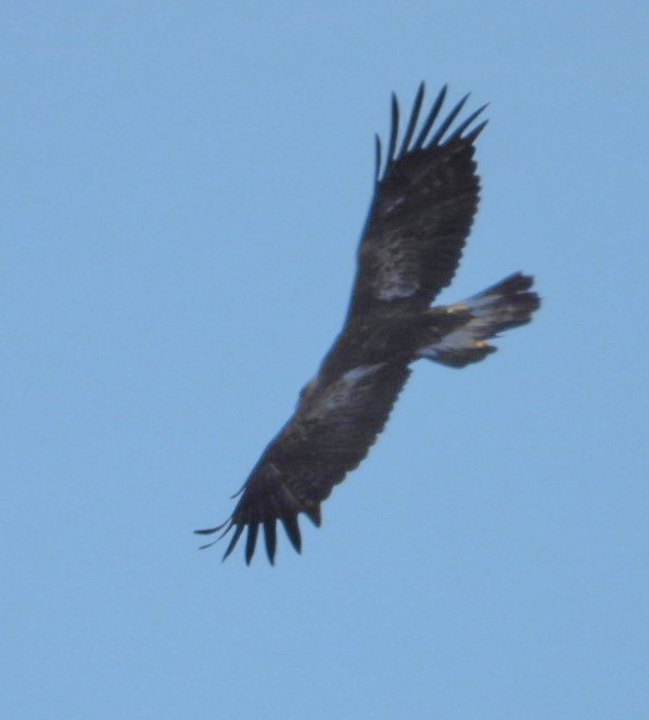 Беркут - ML638000648