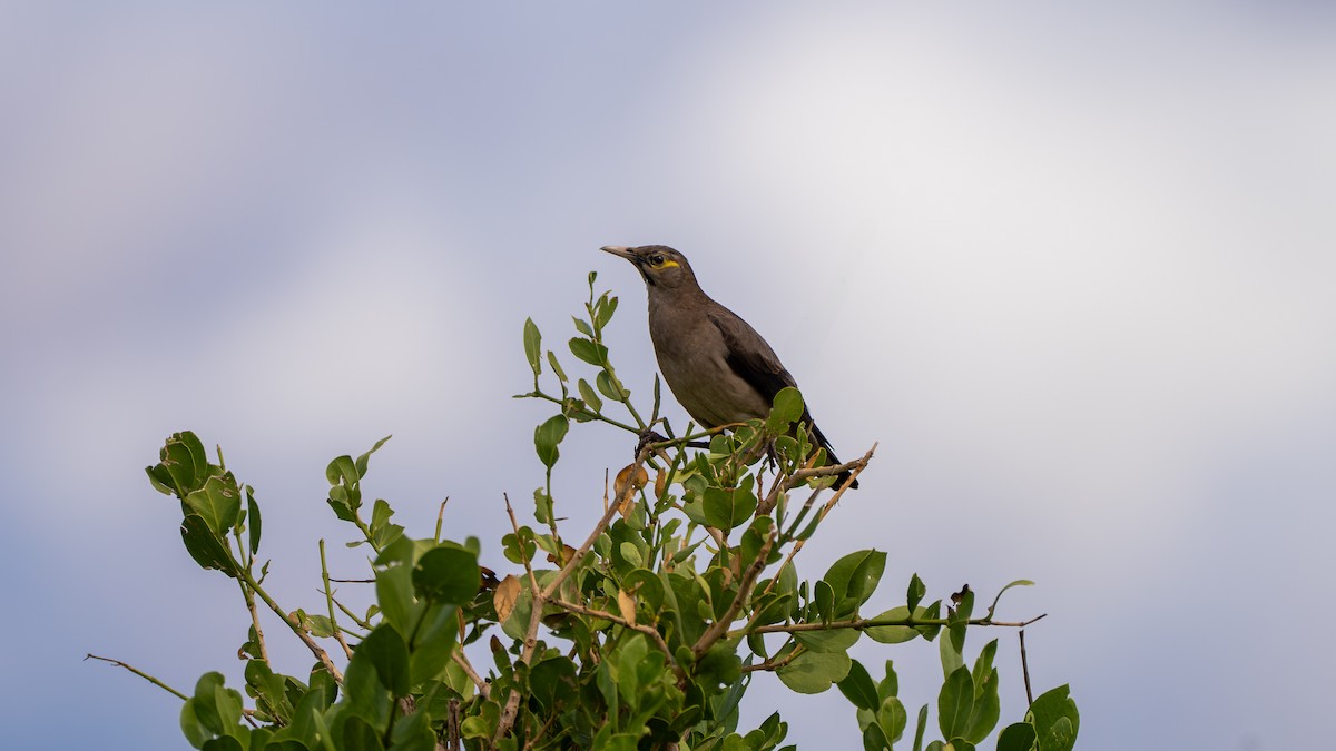 Wattled Starling - ML638000649