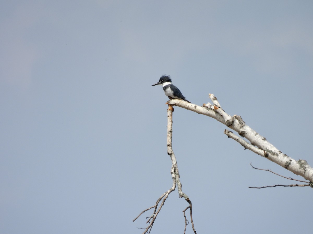 Belted Kingfisher - ML638000656
