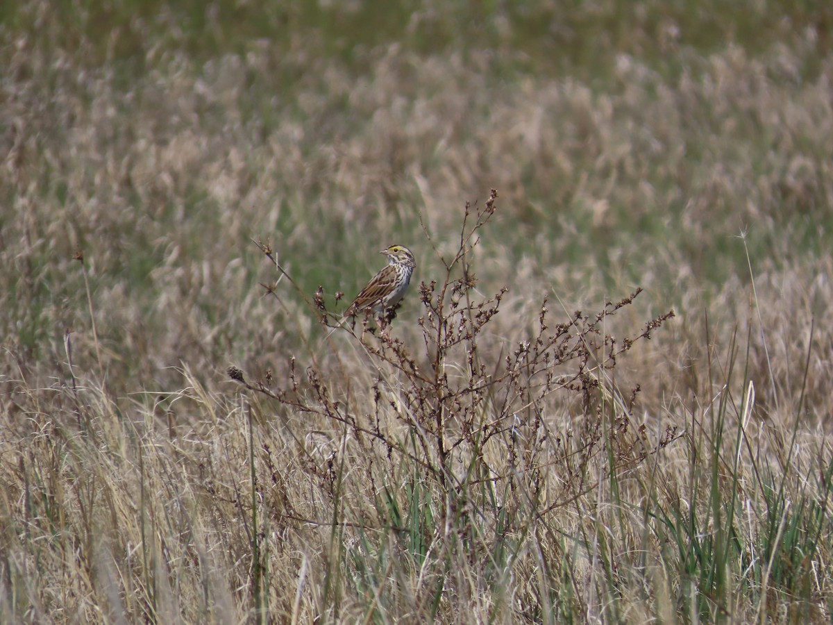 Savannah Sparrow - ML638000663