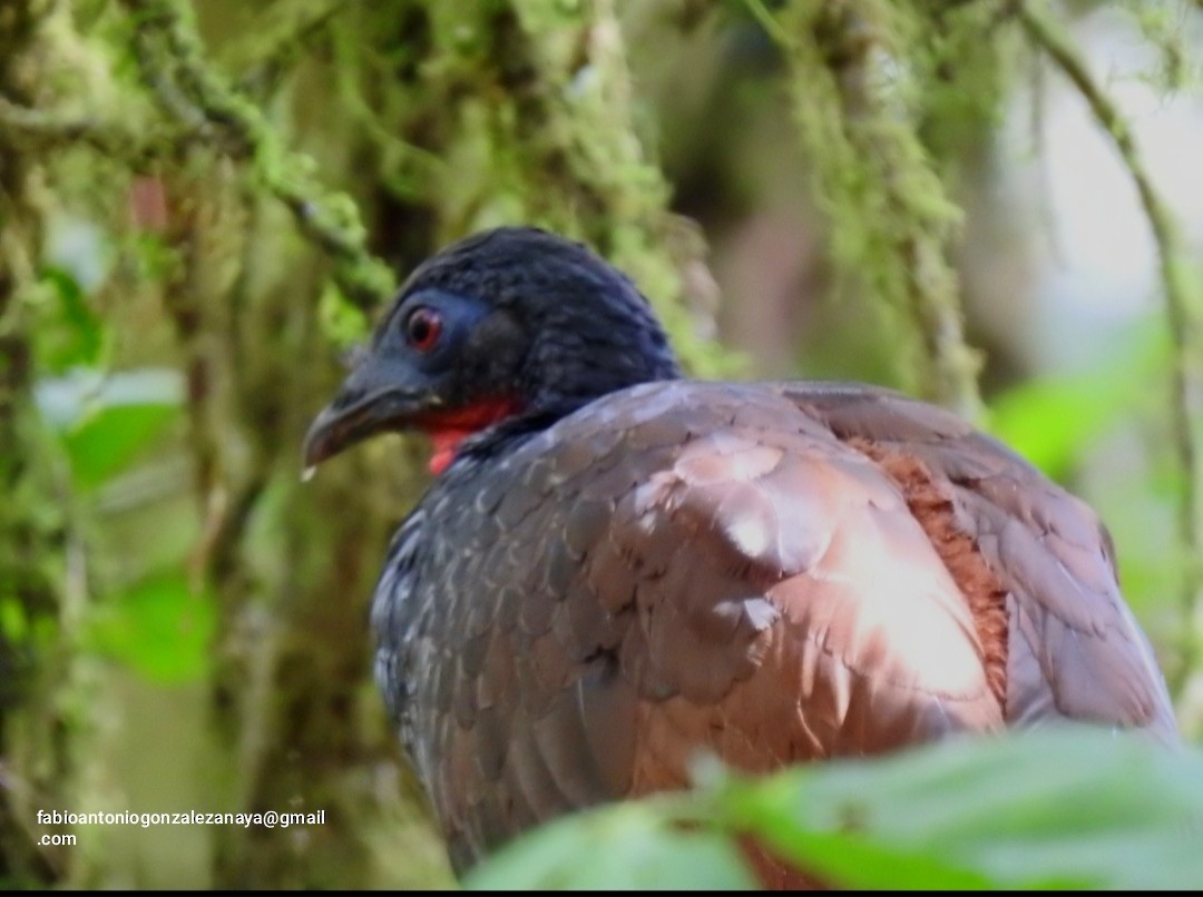 Band-tailed Guan - ML638000673